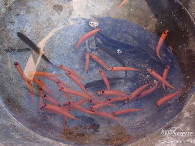 Ryby do jezírka - Koi kapr, karas, jesen zlatý a jeseter - foto 7