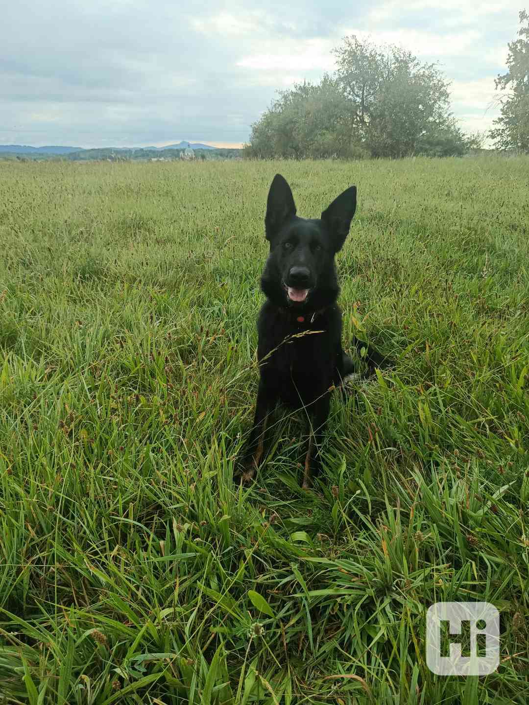 Německý ovčák - fenka s PP - foto 1
