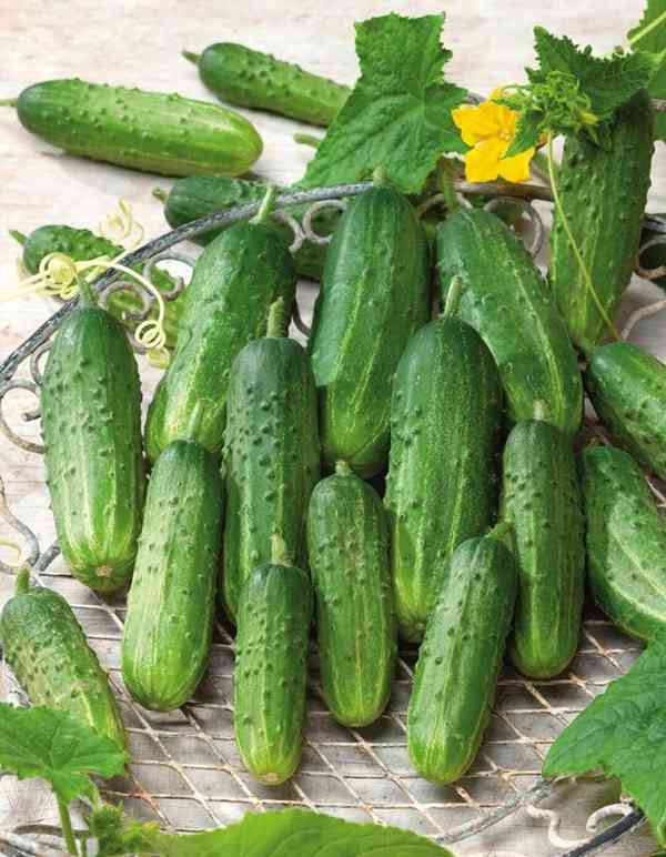 Okurka nakládačka Sremianin F1 - semena