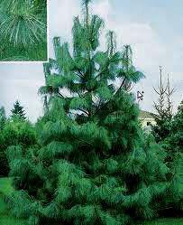 Borovice  hedvábná, himalájská  Pinus wallichiana - foto 1