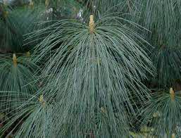 Borovice  hedvábná, himalájská  Pinus wallichiana - foto 2