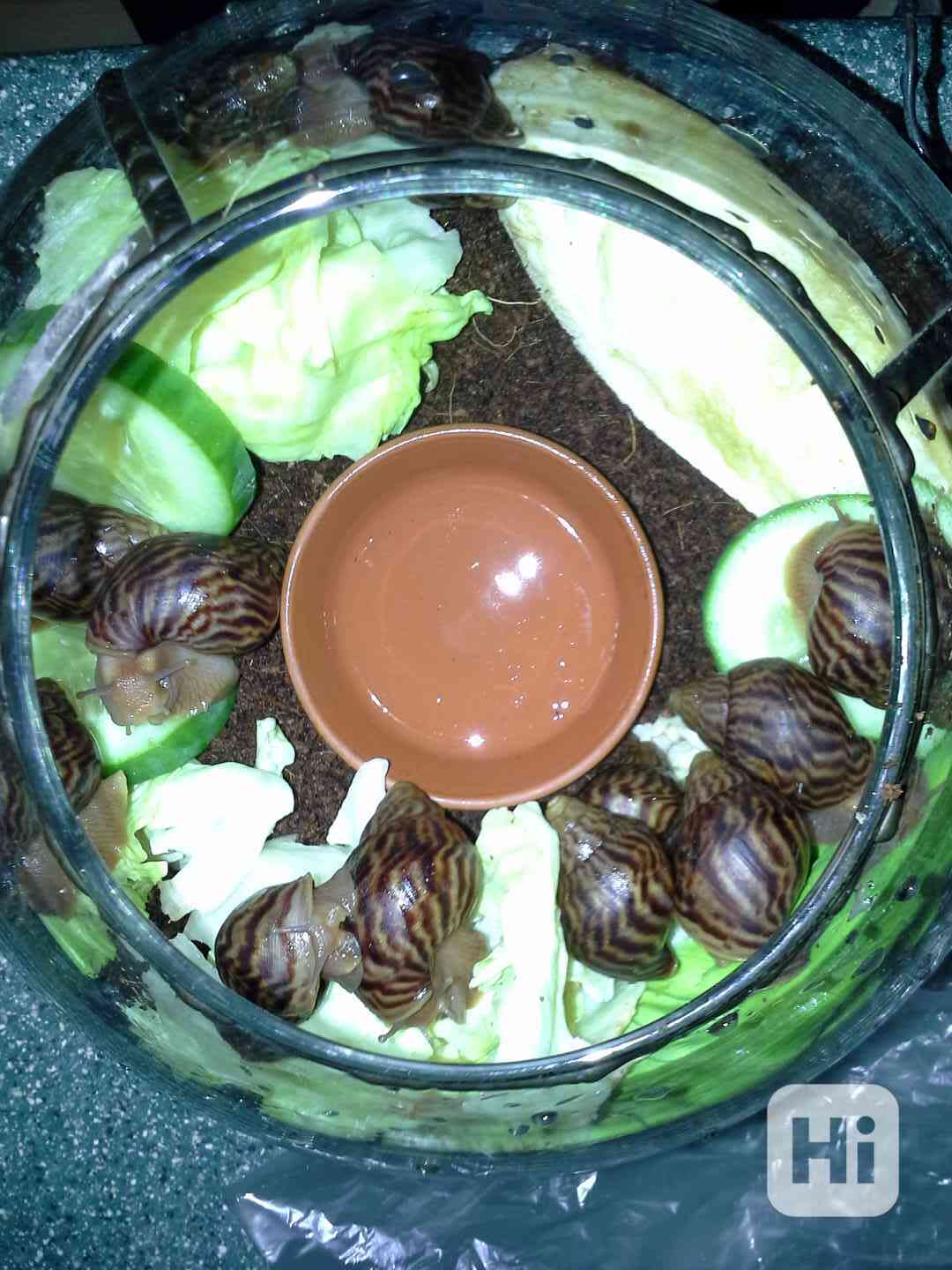 Africký šnek - foto 1