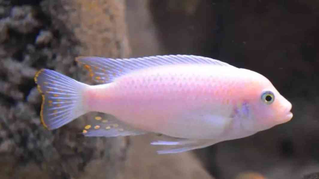 Tlamovci Malawi  - foto 46