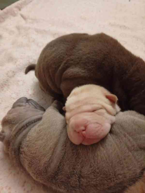 Sharpei , šarpej - štěňátka s PP - foto 3