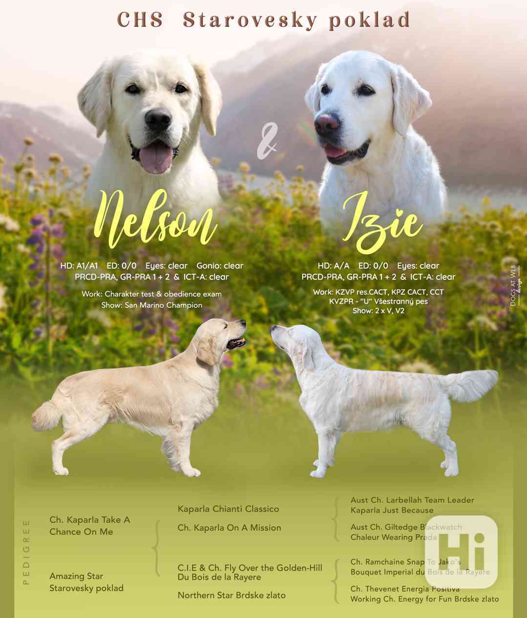 Prodej štěněte s PP - zlatý retriever - foto 1