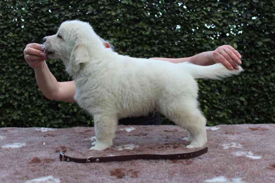 Prodej štěněte s PP - zlatý retriever - foto 2