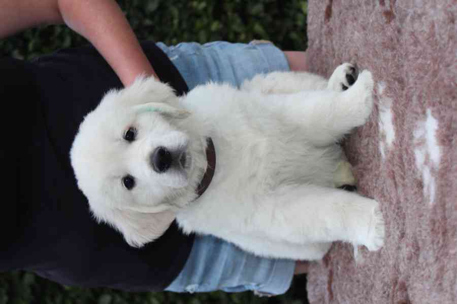 Prodej štěněte s PP - zlatý retriever - foto 3