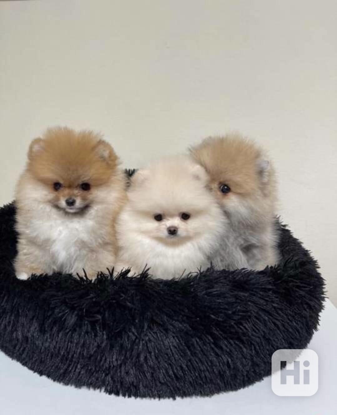 Štěňata pomerianů k adopci - foto 1