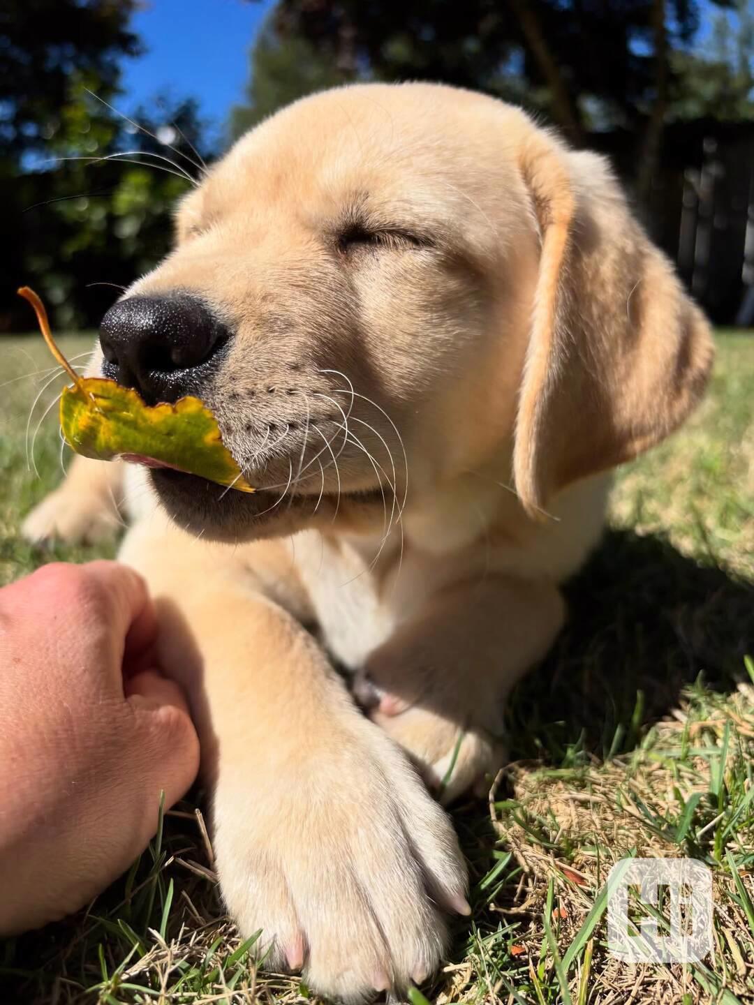 Rozkošná štěňata labradorského retrivera - foto 1
