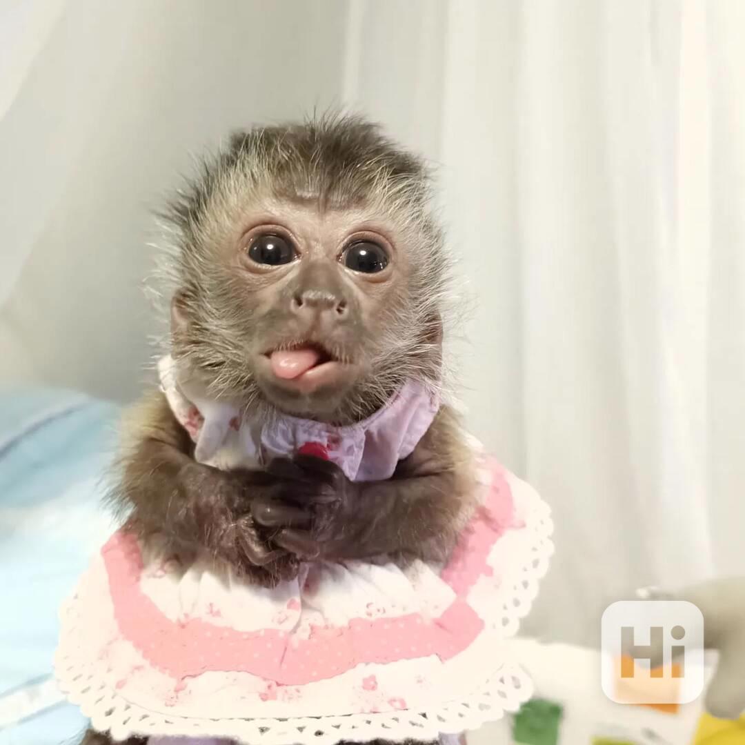 Máme k prodeji tři kapucínské opice. - foto 1