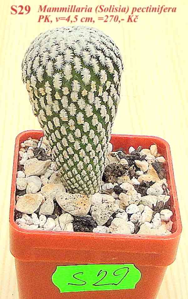 Prodej kaktusů - foto 3