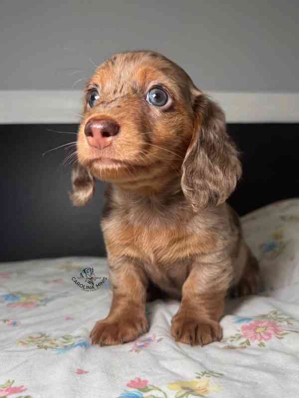 🐾🌭 Štěňata miniaturního jezevčíka k dispozici! - foto 1