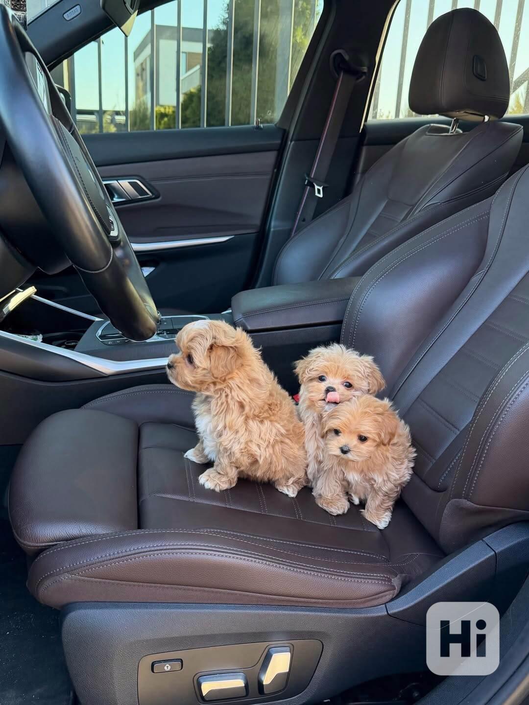 Rozkošná štěňata pejsci a fenky k dispozici - foto 1