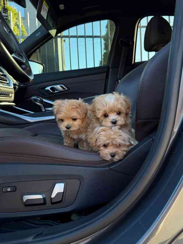 Rozkošná štěňata pejsci a fenky k dispozici - foto 3