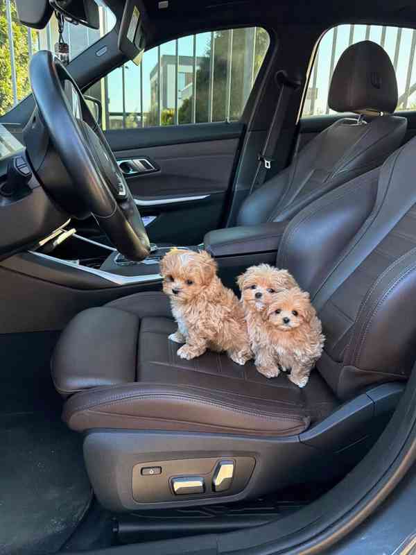 Rozkošná štěňata pejsci a fenky k dispozici - foto 2