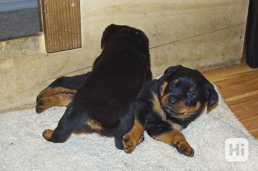 Štěňata rotvajlera (samci a samice) Štěňata rotvajlera (samc - foto 1