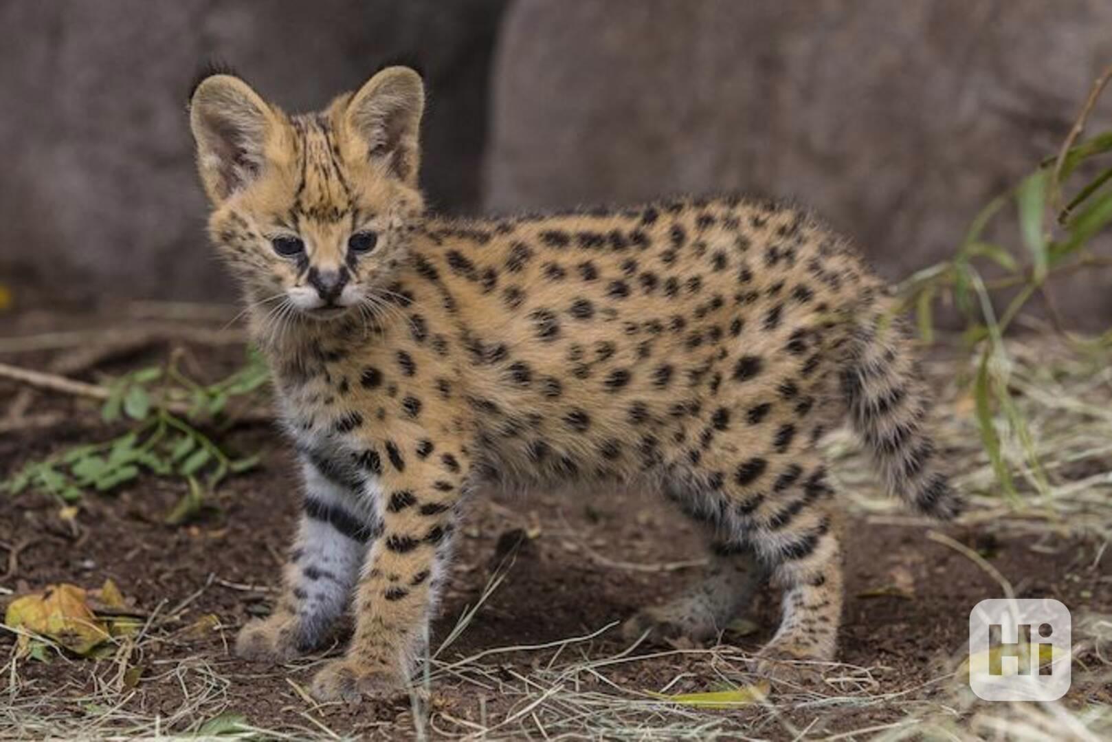 Koťátka plemene Savannah - foto 1