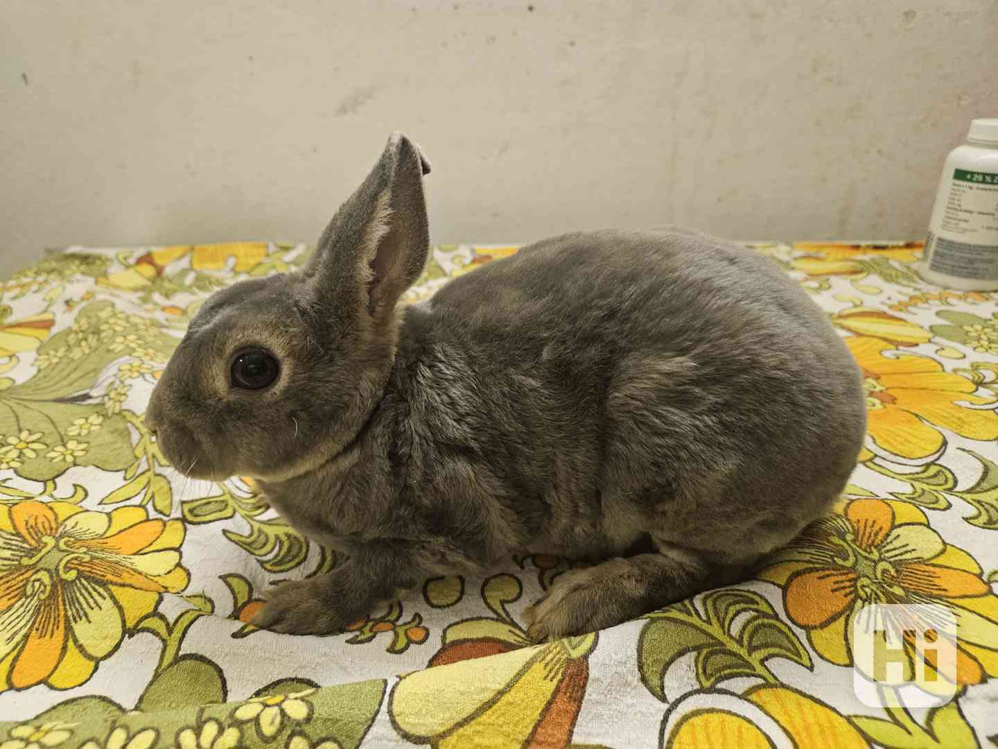 Zakrslý králíček  - foto 1