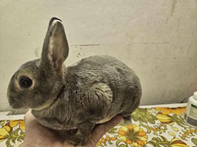 Zakrslý králíček  - foto 3