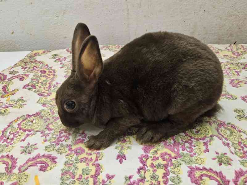 Zakrslý králíček  - foto 6