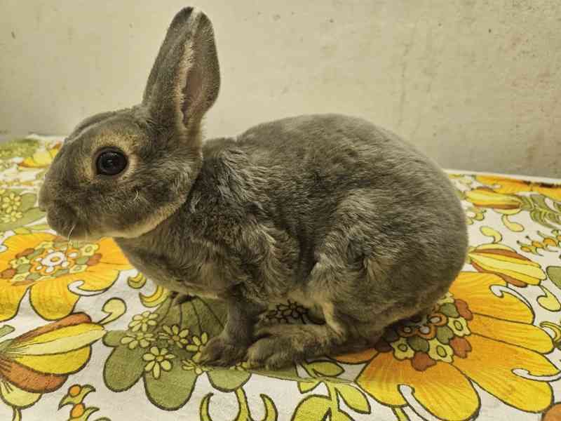 Zakrslý králíček  - foto 2