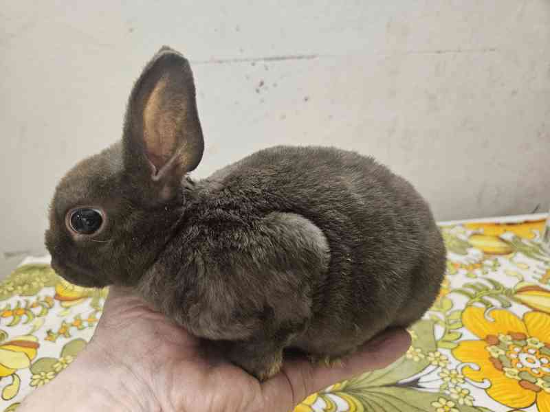 Zakrslý králíček  - foto 5