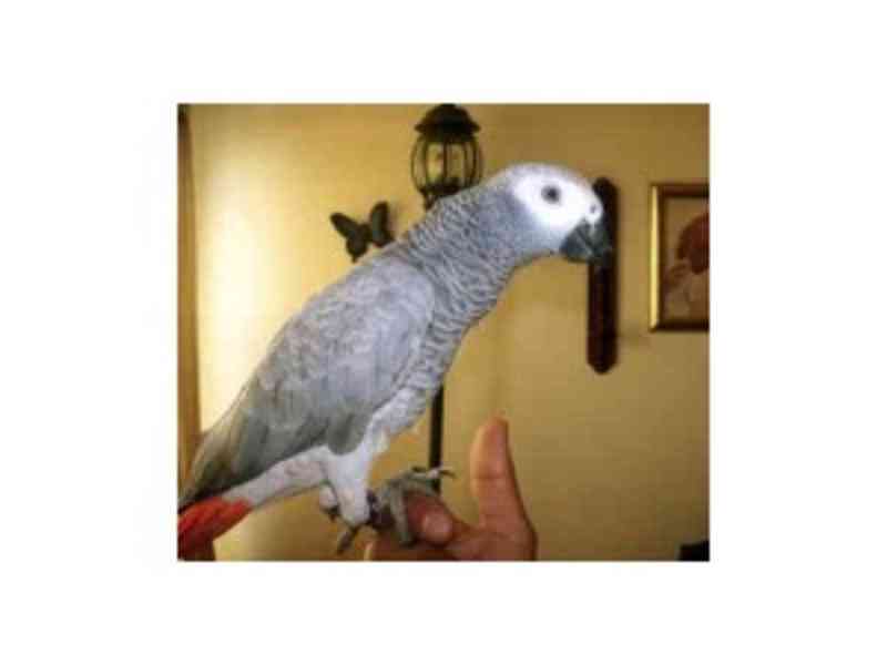Super sladký papoušek šedý Kongo - foto 1