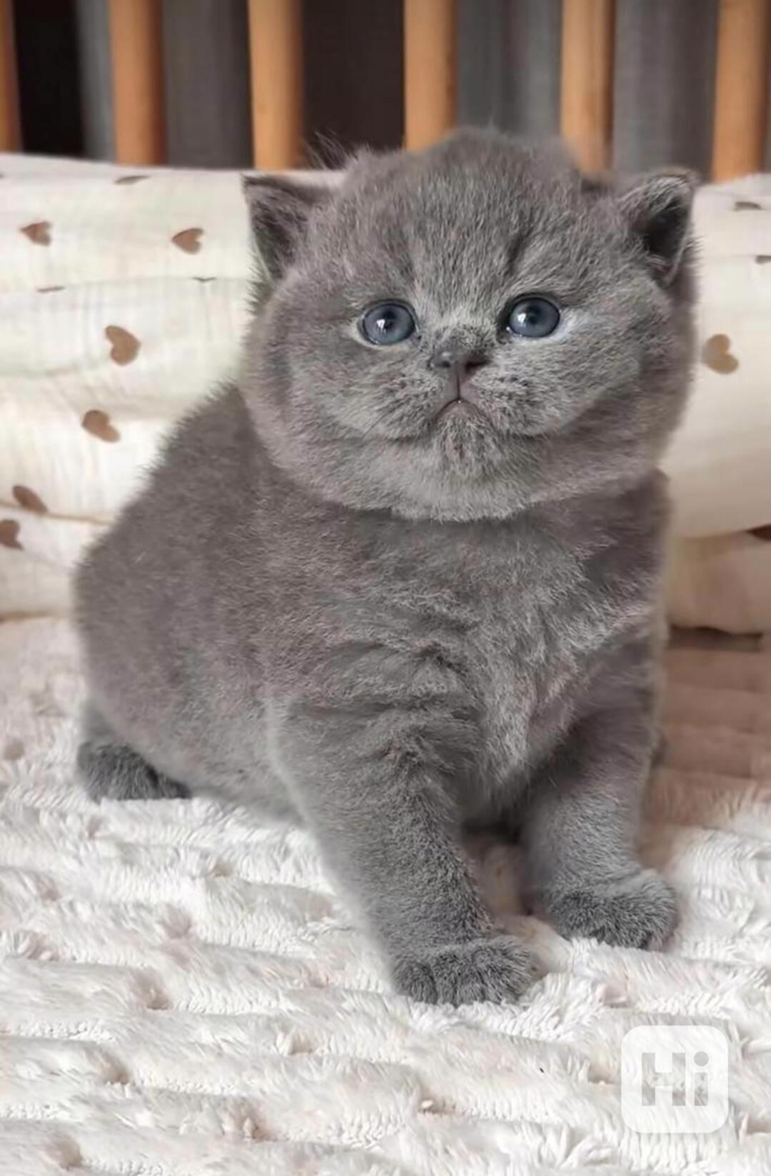 Britská krátkosrstá kočka - foto 1