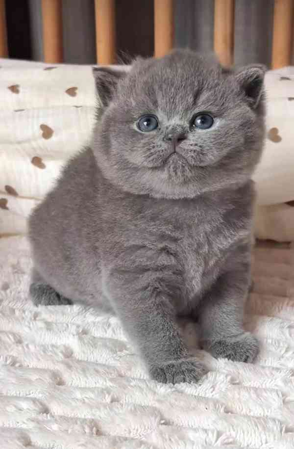Britská krátkosrstá kočka - foto 1