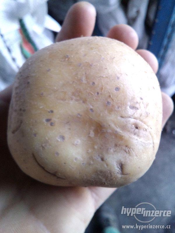 Krmné brambory - foto 1