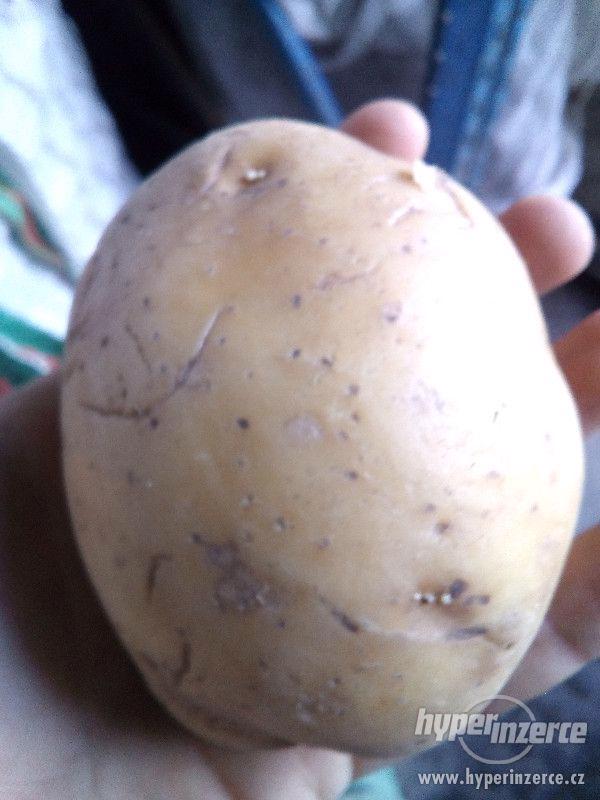 Krmné brambory - foto 2