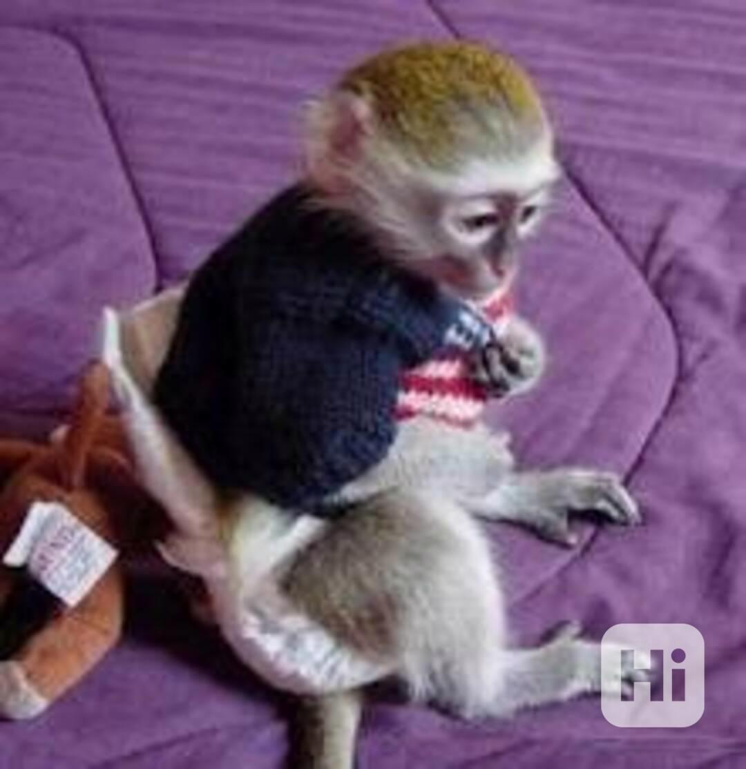 Nádherná kapucínská opice - foto 1