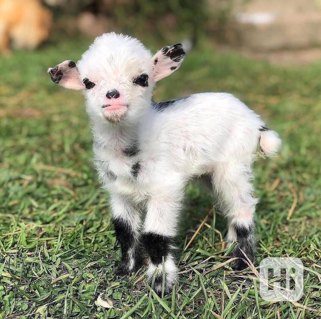 Prodám krásné kozy! - foto 1