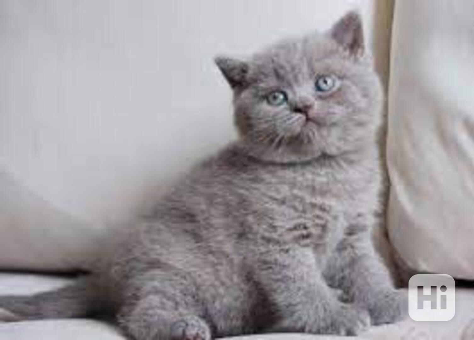 Koťata britské krátkosrsté kočky k adopci. - foto 1