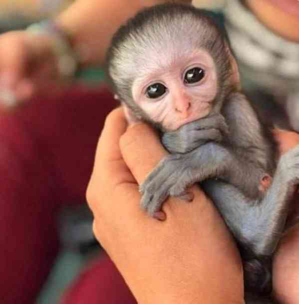 Máme tři kapucínské opice k adopci