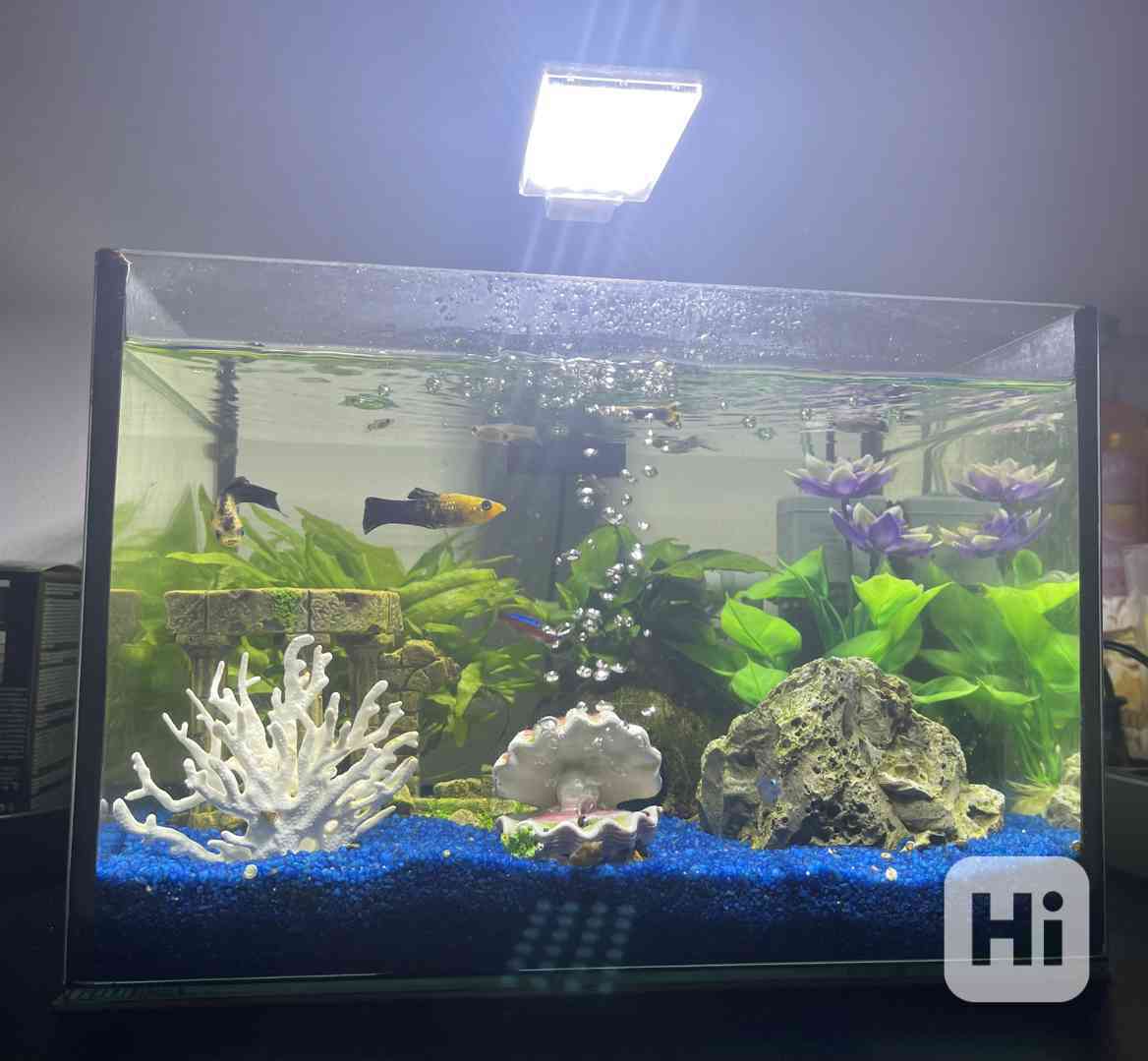 Akvárium s rybičkami  - foto 1