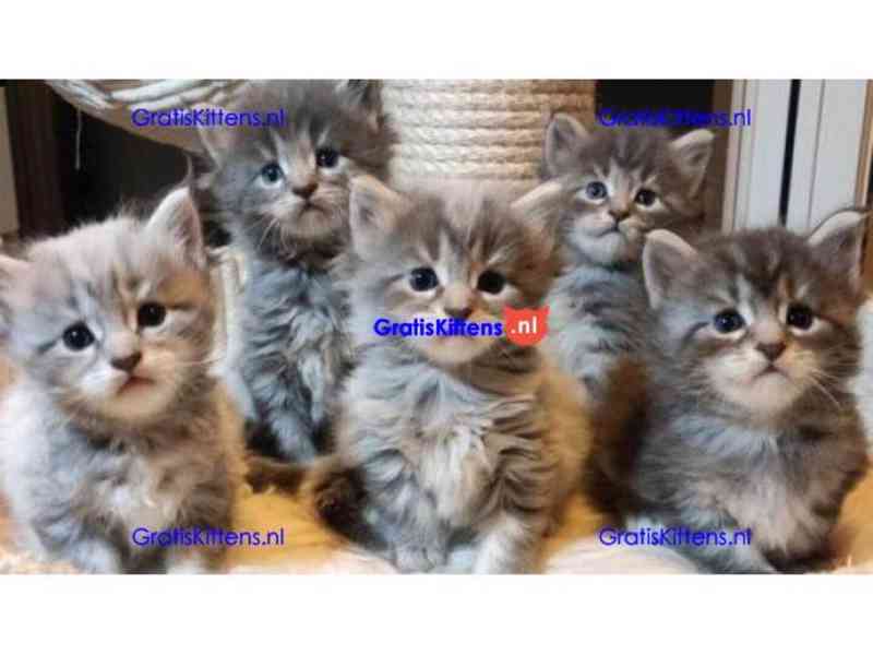 Roztomilá koťátka Maine Coon k adopci - foto 1
