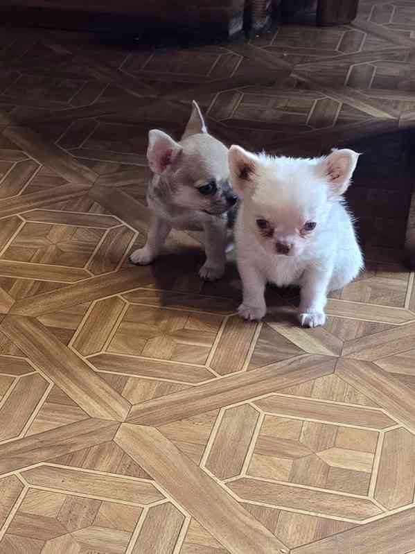 čivava dlouhosrstá s PP fenka - foto 2