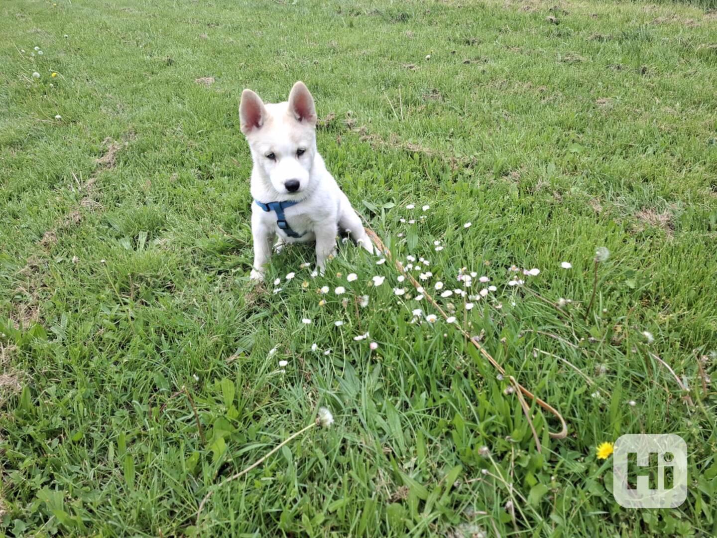 Nabízím štěně Husky - foto 1