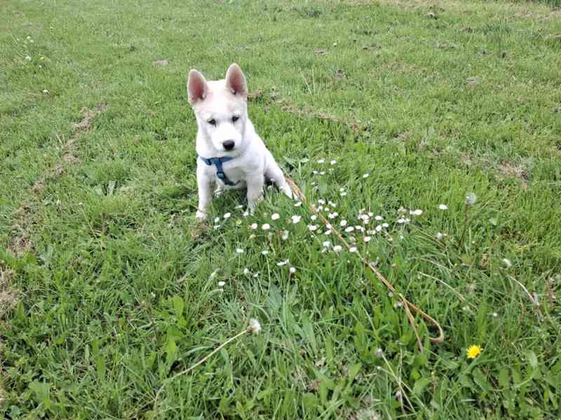 Nabízím štěně Husky - foto 1