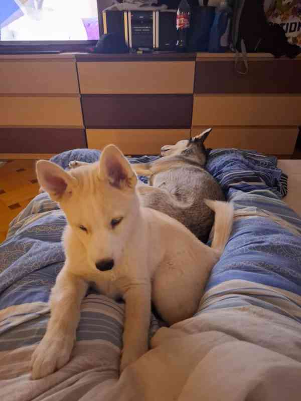 Nabízím štěně Husky - foto 5