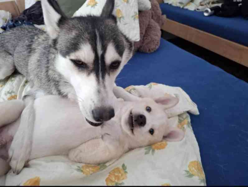 Nabízím štěně Husky - foto 4