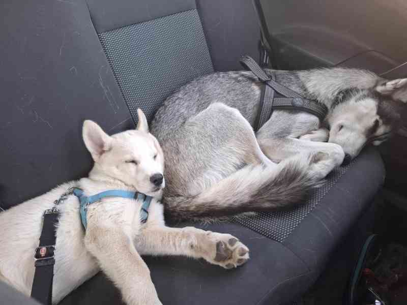 Nabízím štěně Husky - foto 3