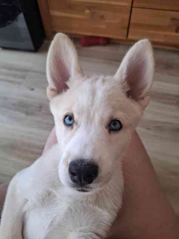 Nabízím štěně Husky - foto 2
