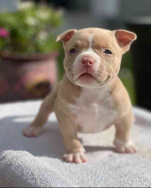 Štěňátko amerického kapesního buldoka k adopci zdarma  - foto 1