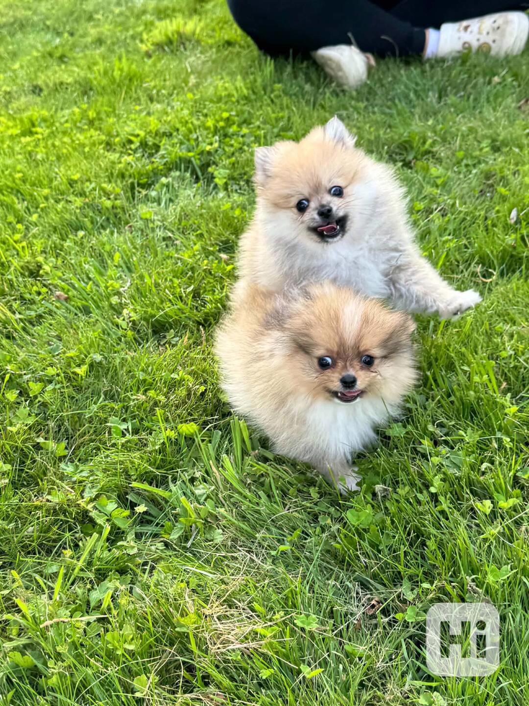 Pomeranian holčička - foto 1