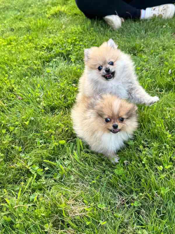 Pomeranian holčička - foto 1