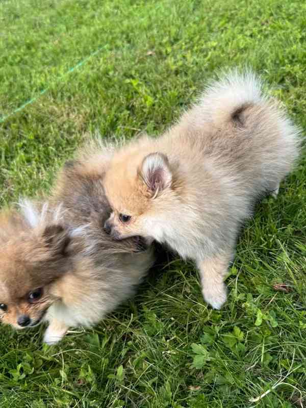 Pomeranian holčička - foto 2