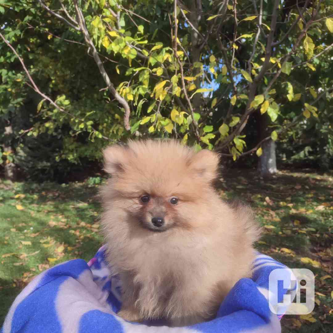 Maly špic nemecky - foto 1