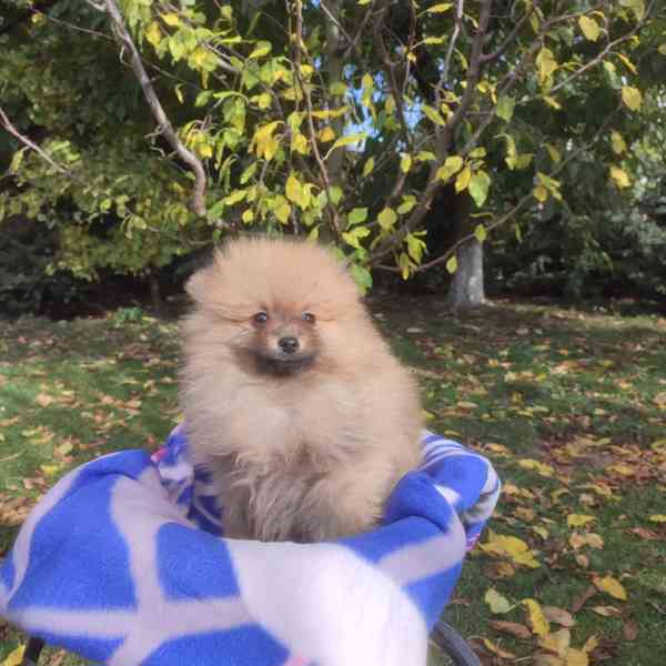 Maly špic nemecky - foto 9